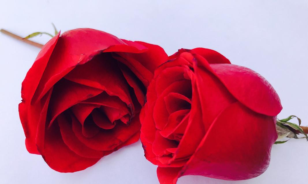 玫瑰花6朵红色的含义是什么？