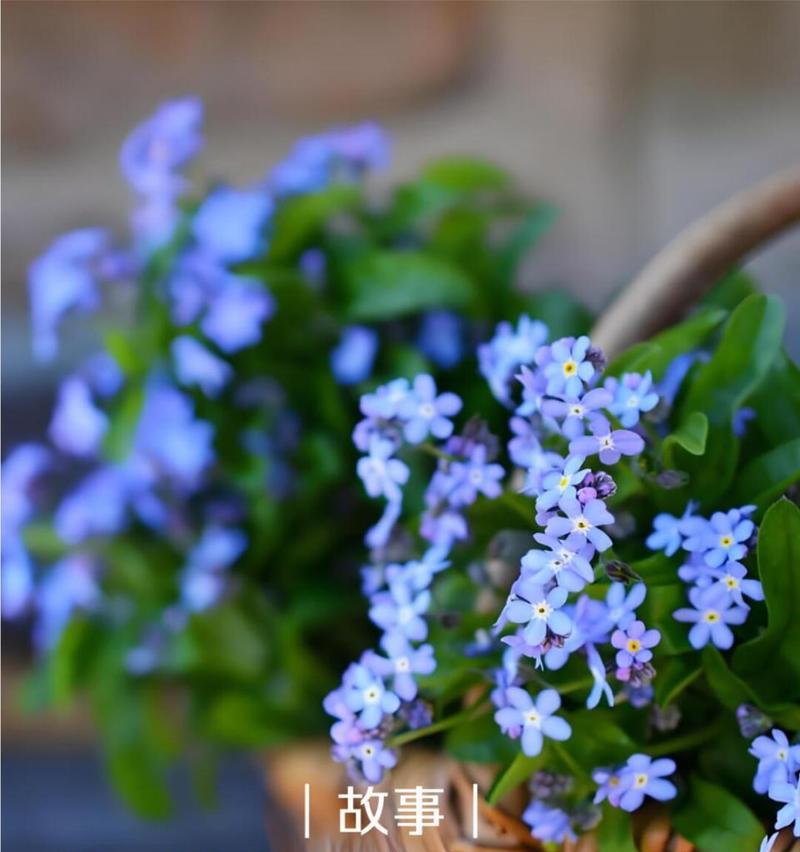 忽忘我花的花语有哪些含义？