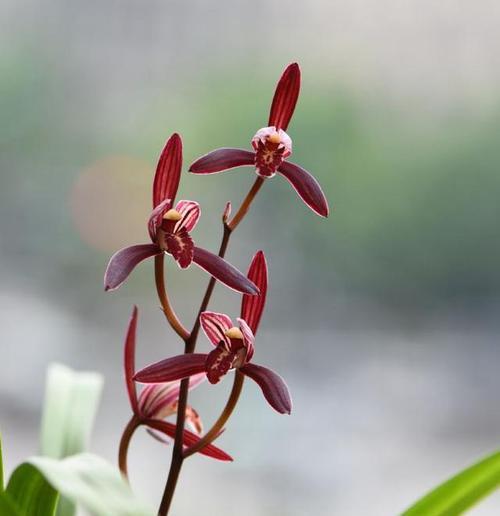 兰花闪闪红星花语是什么？兰花红星有何特别含义？