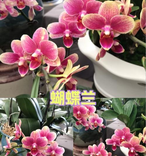 兰花闪闪红星花语是什么？兰花红星有何特别含义？