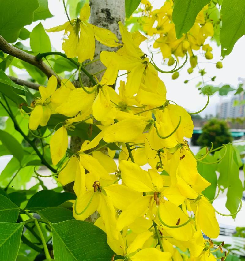 3月17日对应的花语是什么？