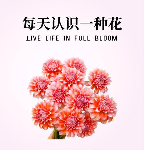 奶油桃子大丽花传递了哪些情感？