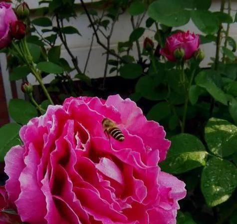 紫皇后花的花语是什么？紫皇后花代表了什么？