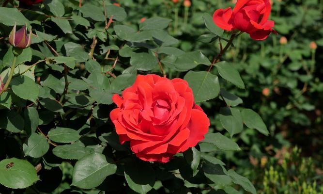 紫皇后花的花语是什么？紫皇后花代表了什么？