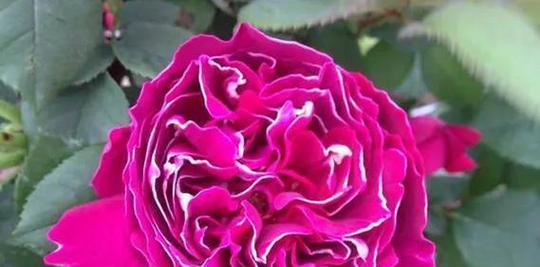 紫皇后花的花语是什么？紫皇后花代表了什么？