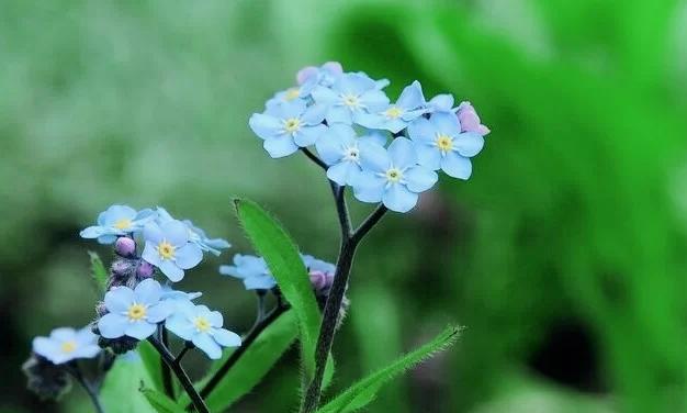 难忘回忆的花语有何深意？