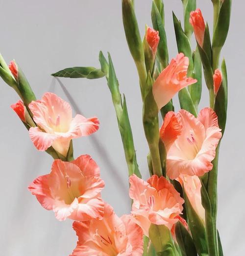 难忘回忆的花语有何深意？