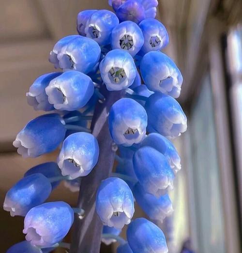 葡萄花开寓意何在？花语又是什么？