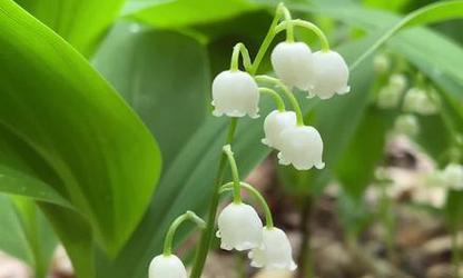 等君归来的花语是什么意思？这个表达背后隐藏了怎样的情感？