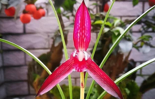血红花代表了哪种情感或信息？