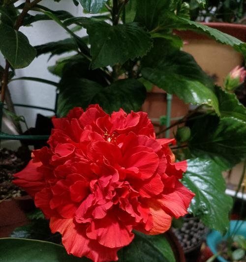 血红花代表了哪种情感或信息？