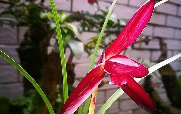 血红花代表了哪种情感或信息？