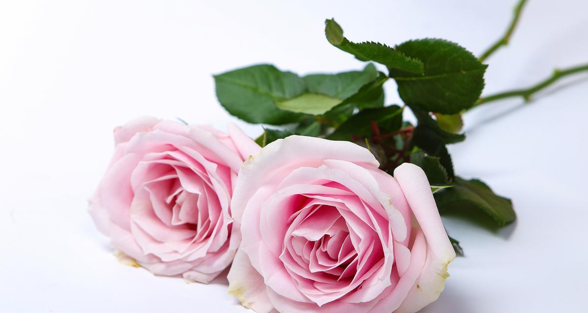 36朵玫瑰花代表什么含义？它的花语是什么？