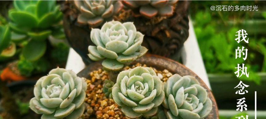 红粉石莲的花语和象征意义是什么？