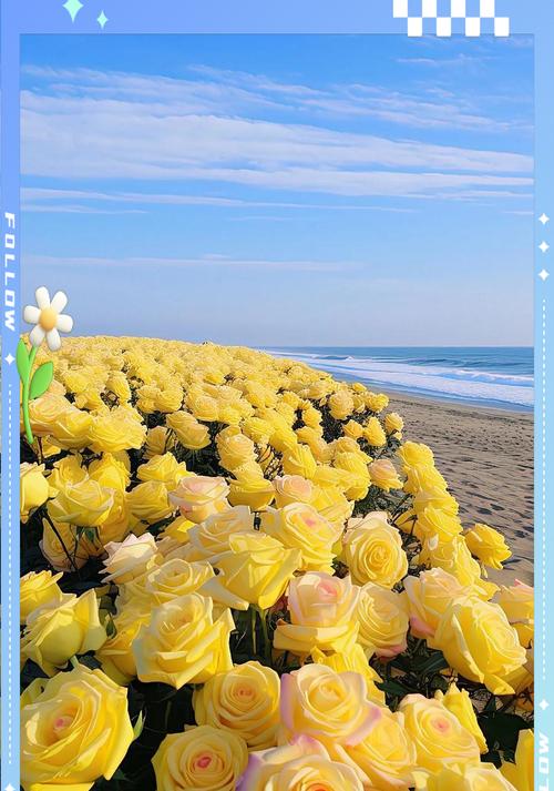 路边玫瑰的花语有何深意？