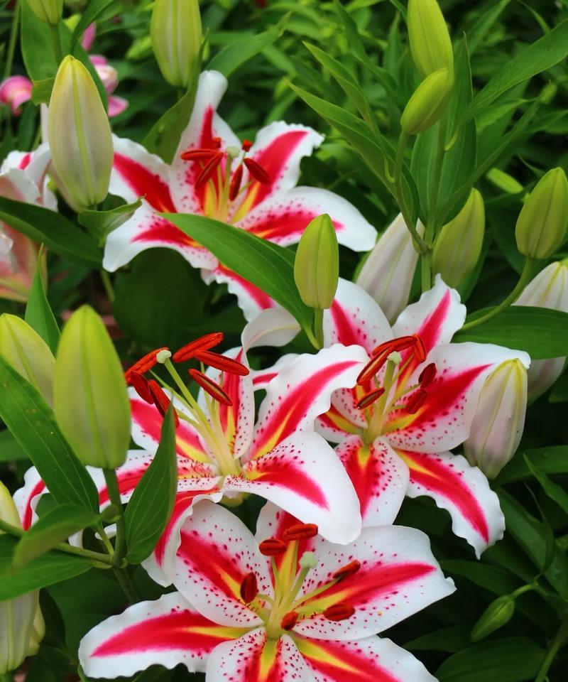 哪种花的花语代表友好？