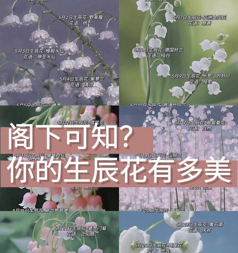 哪种花的花语代表友好？