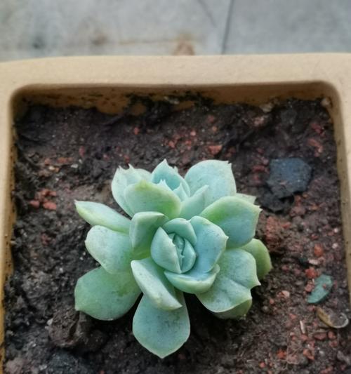 多肉植物的寓意和象征花语是什么？它们代表了什么？