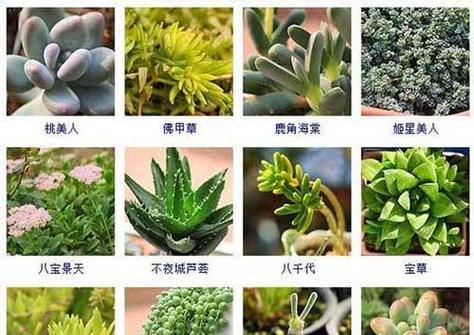 多肉植物的寓意和象征花语是什么？它们代表了什么？
