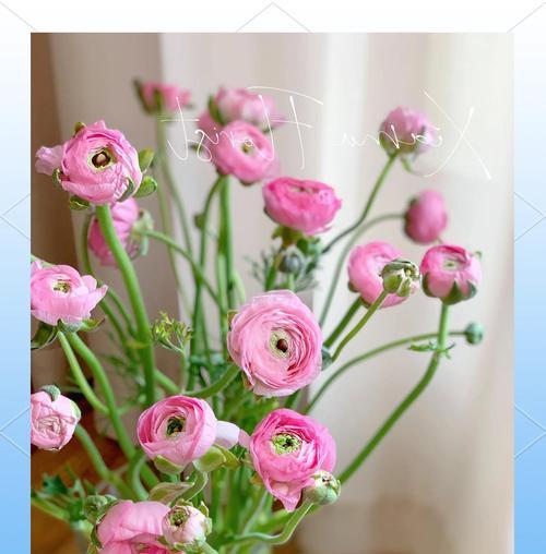 百洋牡丹的花语和寓意是什么？百洋牡丹代表什么？