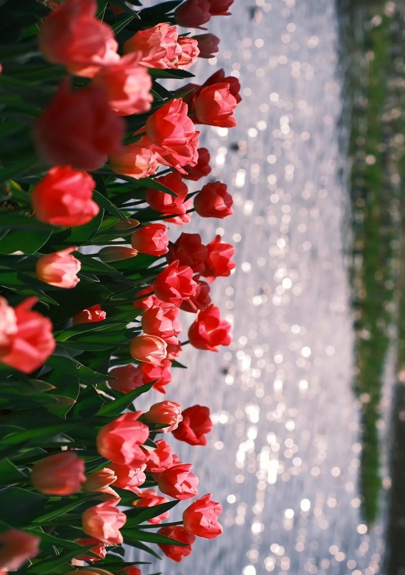 郁金香的花语有哪些？花期是何时？