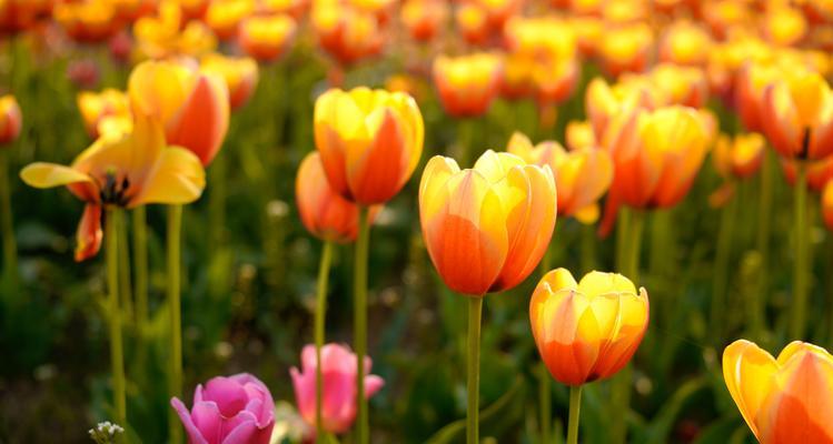 郁金香的花语有哪些？花期是何时？