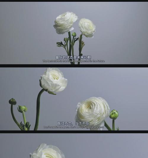 洋牡丹花语有何含义？这个梗背后的故事是什么？