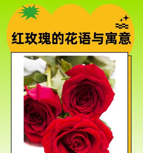 冬天的冰玫瑰花语有何特别之处？它象征着什么？