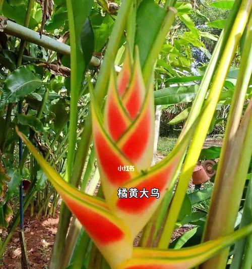 富贵鸟蕉的花语寓意有何深意？