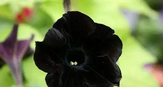 哪种花代表了禁忌之恋的花语？