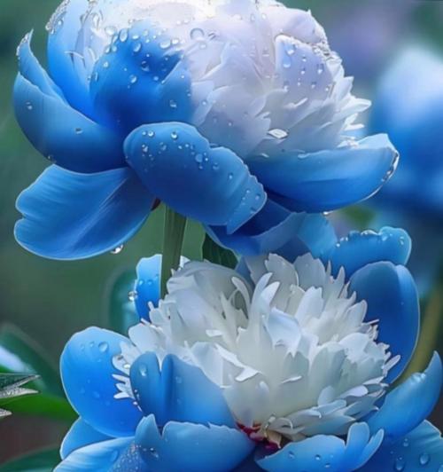 哪种花代表了禁忌之恋的花语？
