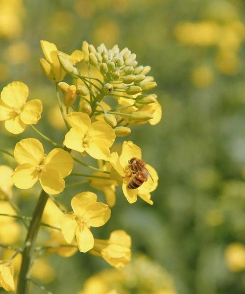 闺蜜送鹅有何花语？它代表什么意义？
