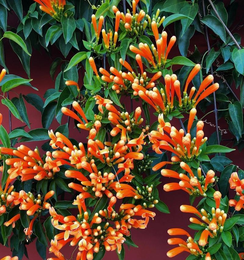 三月象征的花有哪些？它们的花语和寓意是什么？