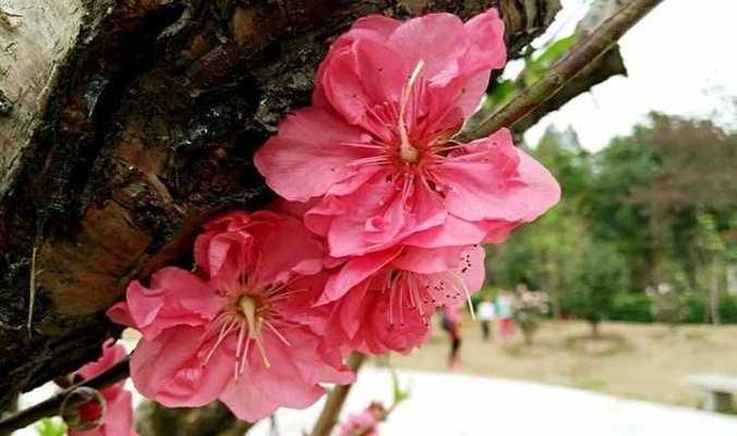 桃木花语有何特别之处？