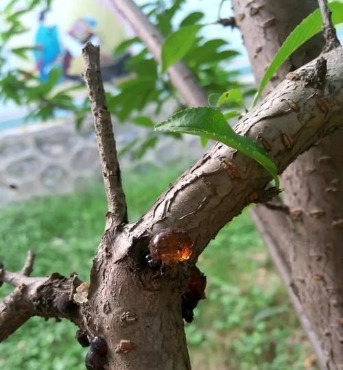 桃木花语有何特别之处？