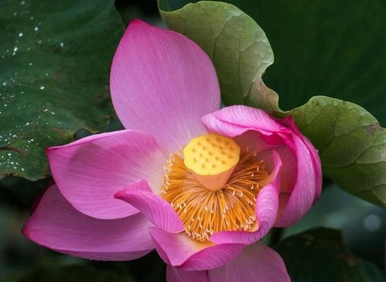道具娇美的花语是什么？它有什么特别含义？