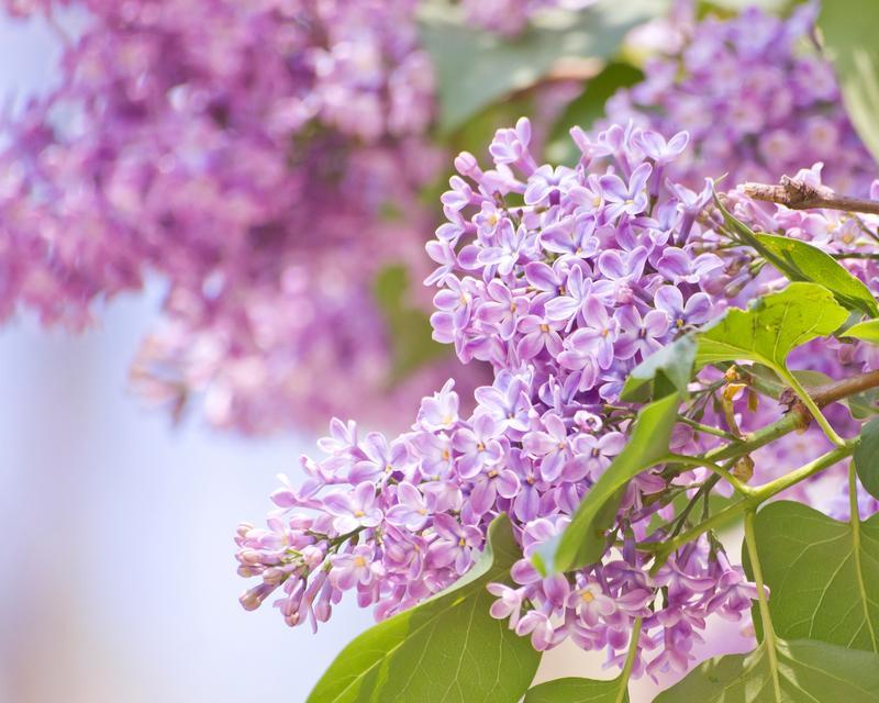 永恒主题的花语有哪些？它象征着什么样的情感？