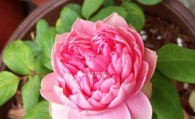 永恒主题的花语有哪些？它象征着什么样的情感？