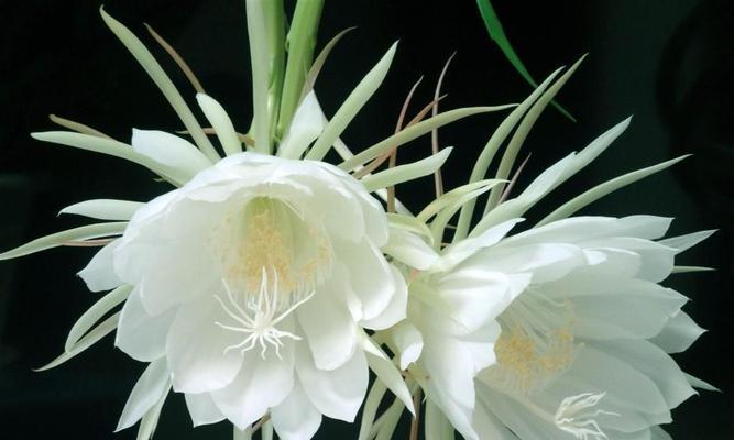 为什么有些花没有特定的花语？