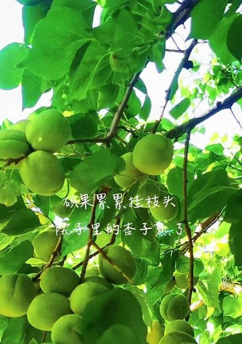 葡萄红杏子花语代表什么？葡萄红杏子象征什么？