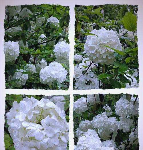 小雪生日时送什么花合适？这些花的花语是什么？