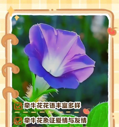 小雪生日时送什么花合适？这些花的花语是什么？