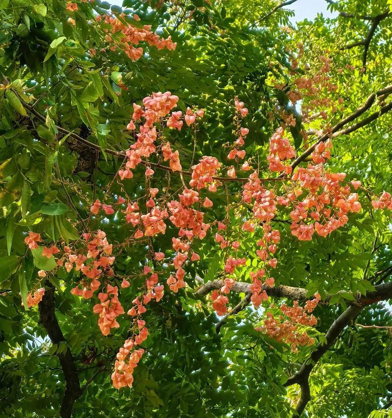 黄色栾树的花语和寓意是什么？黄色栾树象征着什么？