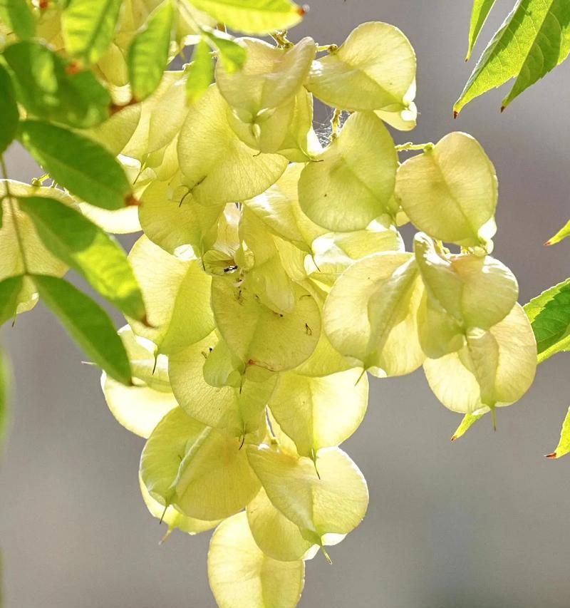 黄色栾树的花语和寓意是什么？黄色栾树象征着什么？