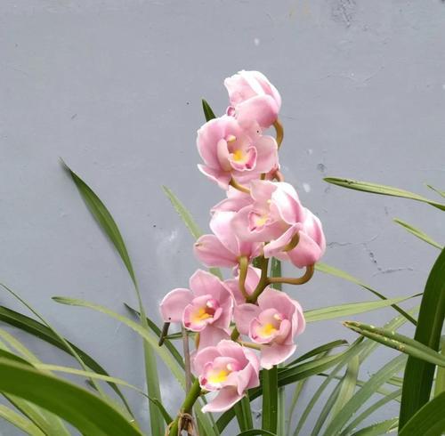 什么花点花语是一切都好？哪种花语寓意着万事如意？
