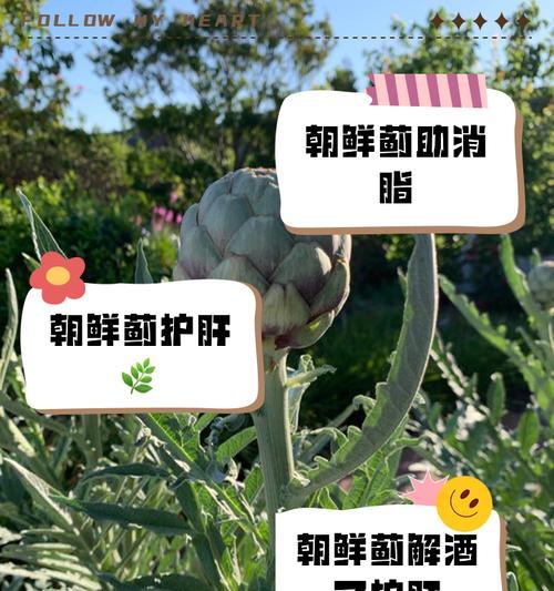 丝路蓟的花语是什么？丝路蓟代表什么意义？
