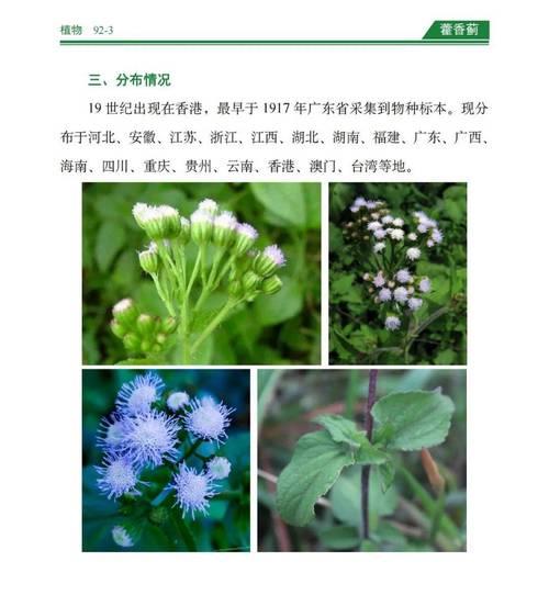 丝路蓟的花语是什么？丝路蓟代表什么意义？