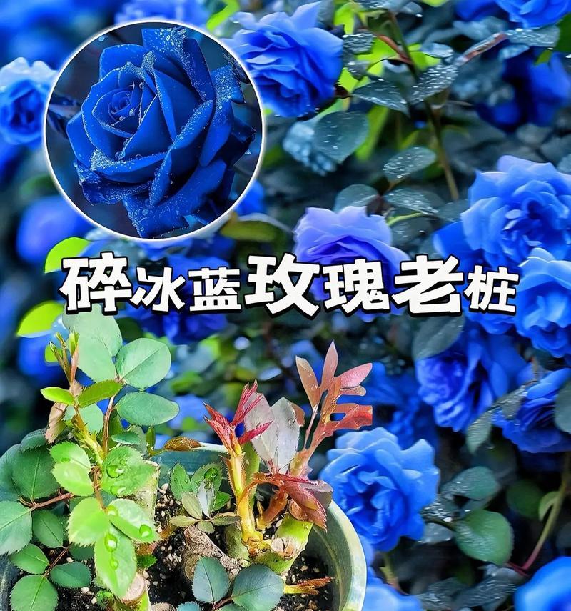 蓝色玫瑰花的花语是什么？适合表达什么？