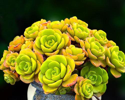 道具羞答答的花语有何深意？它象征着什么？
