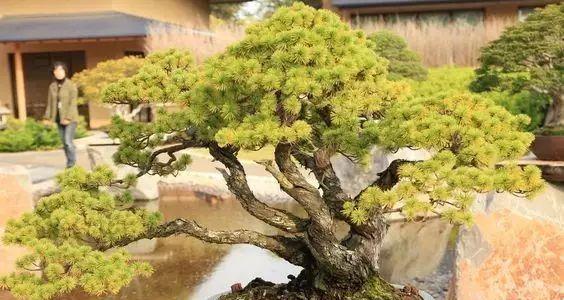 万叶花语在网络用语中是什么意思？